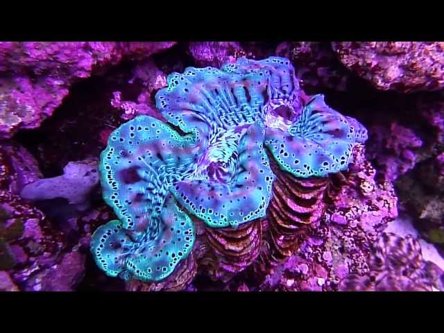 Underwater Tridacna Squmosa Crocea Maxima Clams in 75 Gallon Reef Tank