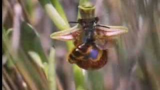 Wild orchid wasp mimic