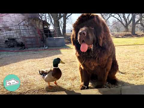 Duck Loves Swimming And Grooming With His Huge Newfie Friend | Cuddle Buddies