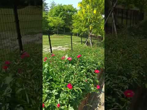 牡丹の開花を誘発するにはどうすればよいですか？芽を開くのに役立つ専門家のアドバイスとサポートビデオ!  庭園