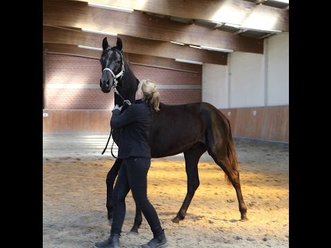 Oldenburger Hengstjährling Don Nobless/Fürst Heinrich/De Niro, April 2017