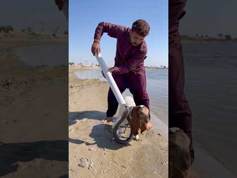 darya me nag bheed per