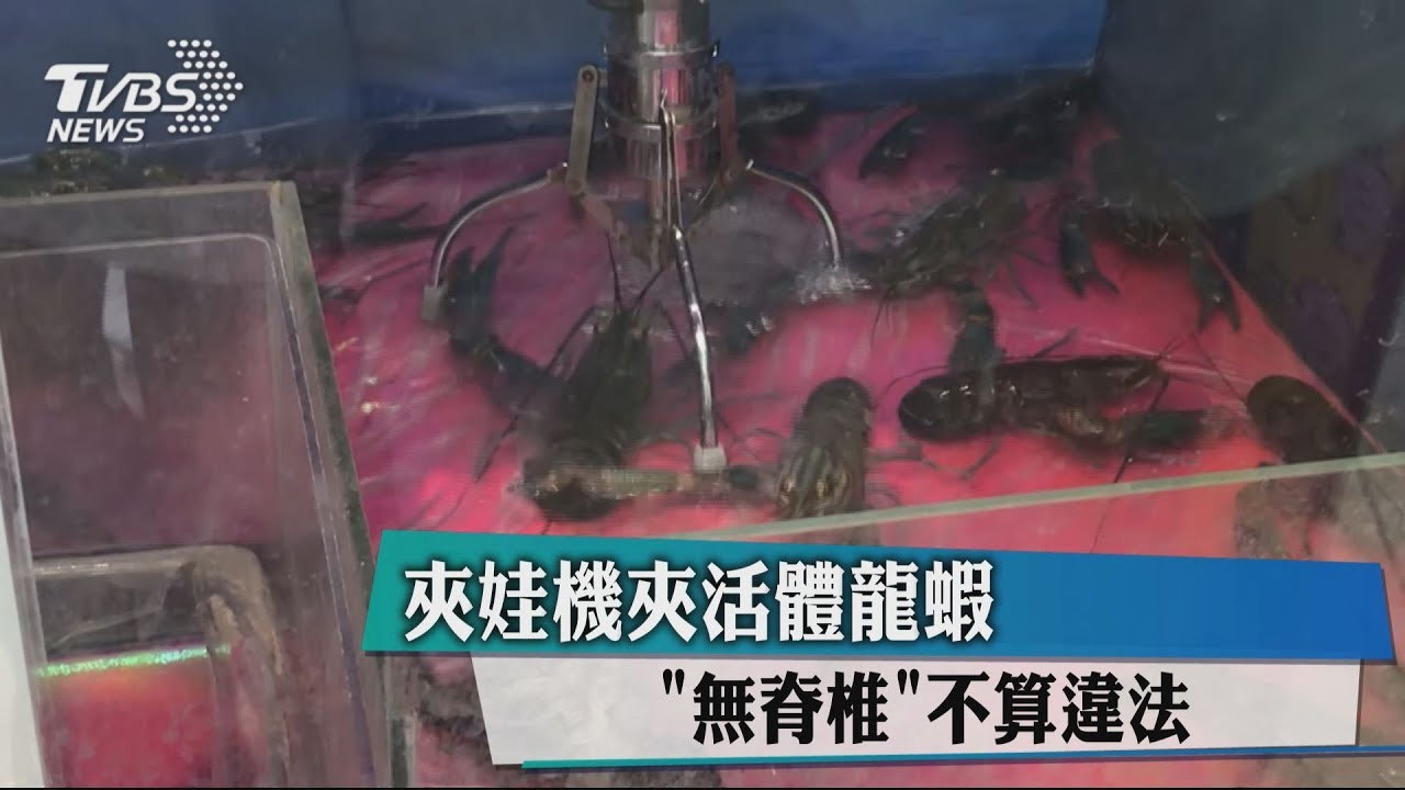 夾娃機夾活體龍蝦 「無脊椎」不算違法