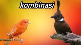 Download lagu MASTERAN BURUNG LOMBA | KOMBINASI KENARI NGEROLL PANJANG SAMBUNG CILILIN mp3