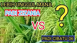 Download lagu Comparison of Zizania rice with Cibatu 06 rice mp3