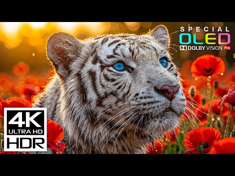 Most Epic 4K Video ULTRA HD 120 fps | 4K HDR Dolby Vision with Relaxing Sleep Music