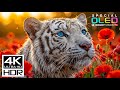 MOST EPIC 4K VIDEO ULTRA HD 120 FPS | 4K HDR DOLBY VISION WI ..