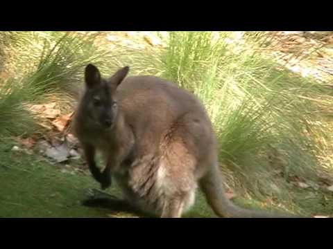Wallaby Walkabout Tours