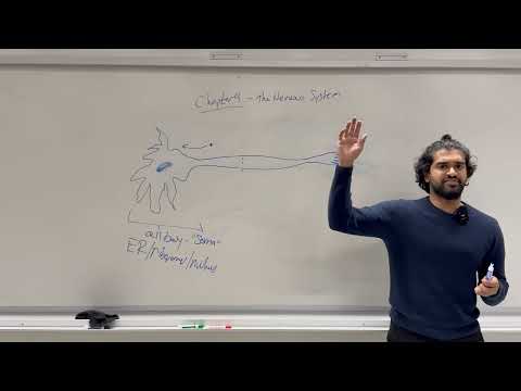 2025-2026 MCAT General Biology, Chapter 4- The Nervous System (Part 1)