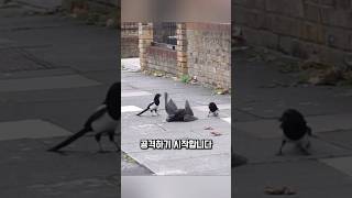 Download lagu 참새매 한 마리, 전부를 상대했습니다 mp3