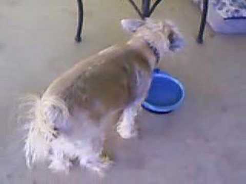 My JonJon -the best dog in the world