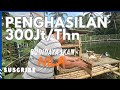 INCOME 300 Million Per Year From Tilapia Fish Cultivation With Free Feed ️ Bayudiningrat