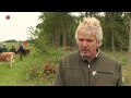 Koeien grazen als proef in Kuinderbos