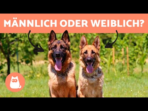Unterschiede zwischen männlichen und weiblichen DEUTSCHEN SCHÄFERHUNDEN 🐕 Welchen wählen?