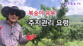 [복숭아재배] 3-4년차 유목의 하계 주지관리 방법