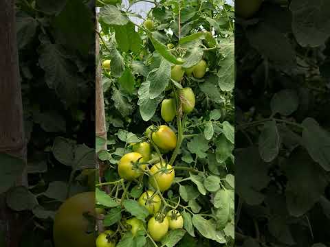 Bayer Seminis Tomato Aryaman 🍅🍅