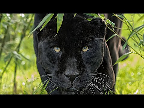 The Real Black Panter