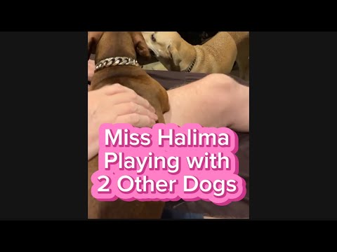 Miss Halima Playing with 2 Other Dogs
