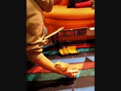 Funny Lesser Egyptian Jerboa mouse jumping like a kangaroo.