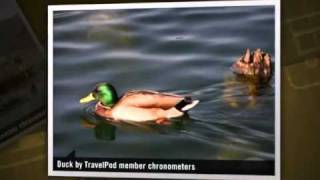 preview picture of video 'Beautiful Fall Colors at Slovenia's lakes Chronometers's photos around Bled, Slovenia'