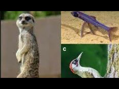 PAKA AKIPIGANA NA KUKU