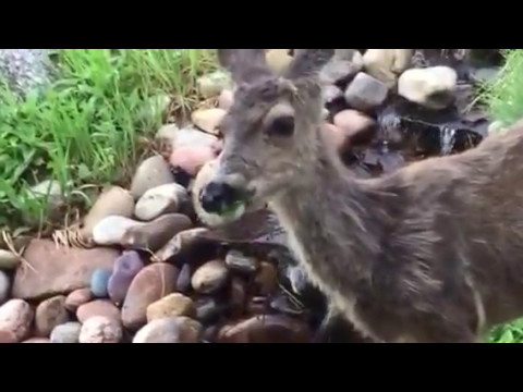 A Reason not to mow your lawn!