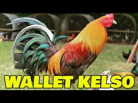 Roger Tabac RCP FARM Hawaii - Beautiful Black Birds | Farm Visit