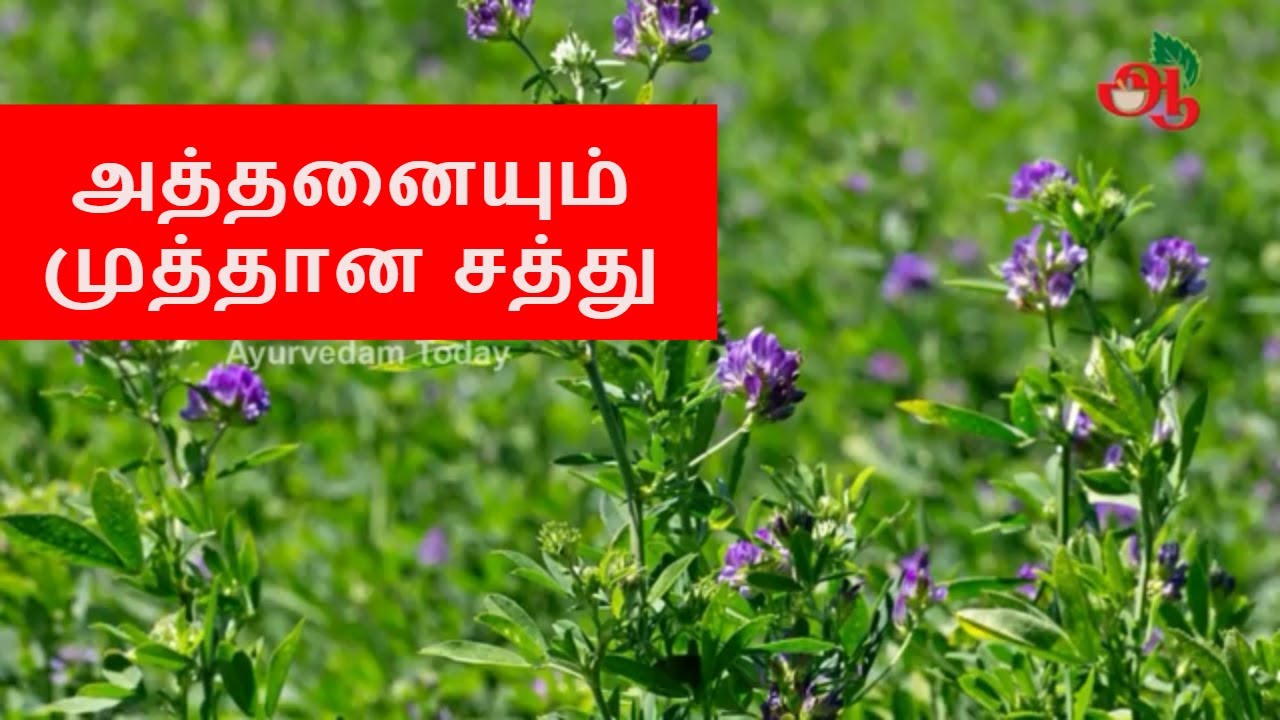 அத்தனையும் முத்தான சத்து | Alfalfa benefits in Tamil | Alfalfa in Tamil