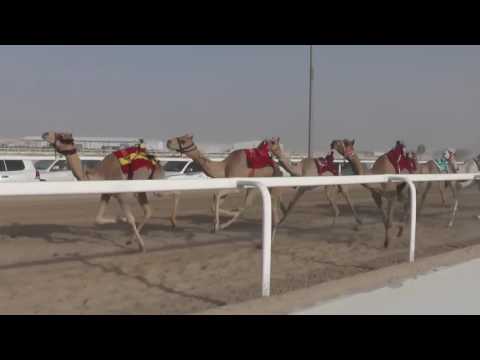 ش16 سباق الأصايل الصيفي – التأهيلي للمفاريد 21 5 2016