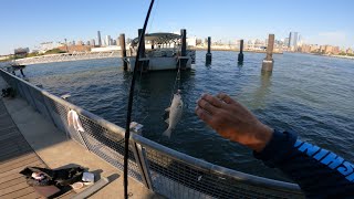NYC-East River Fishing 8/02/2025