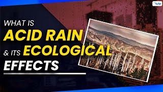 Acid Rain and its Ecological Impact on Nature | Letstute