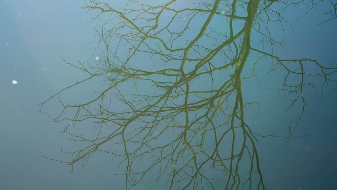 AI Meditation: Exploring Binaural Beats with AI Technology