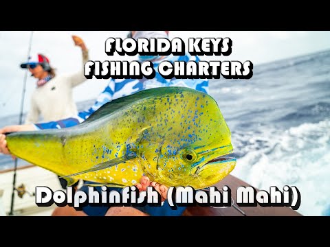Florida Keys Dolphinfish (Mahi Mahi) Charter Fishing