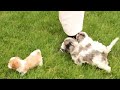Cavapoo dogs for sale: Sam - Video 1