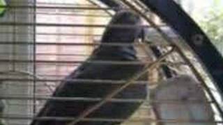 Raoul by The Automatic