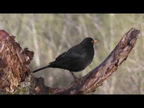 Mirlo común ( Turdus merula ) Blackbird