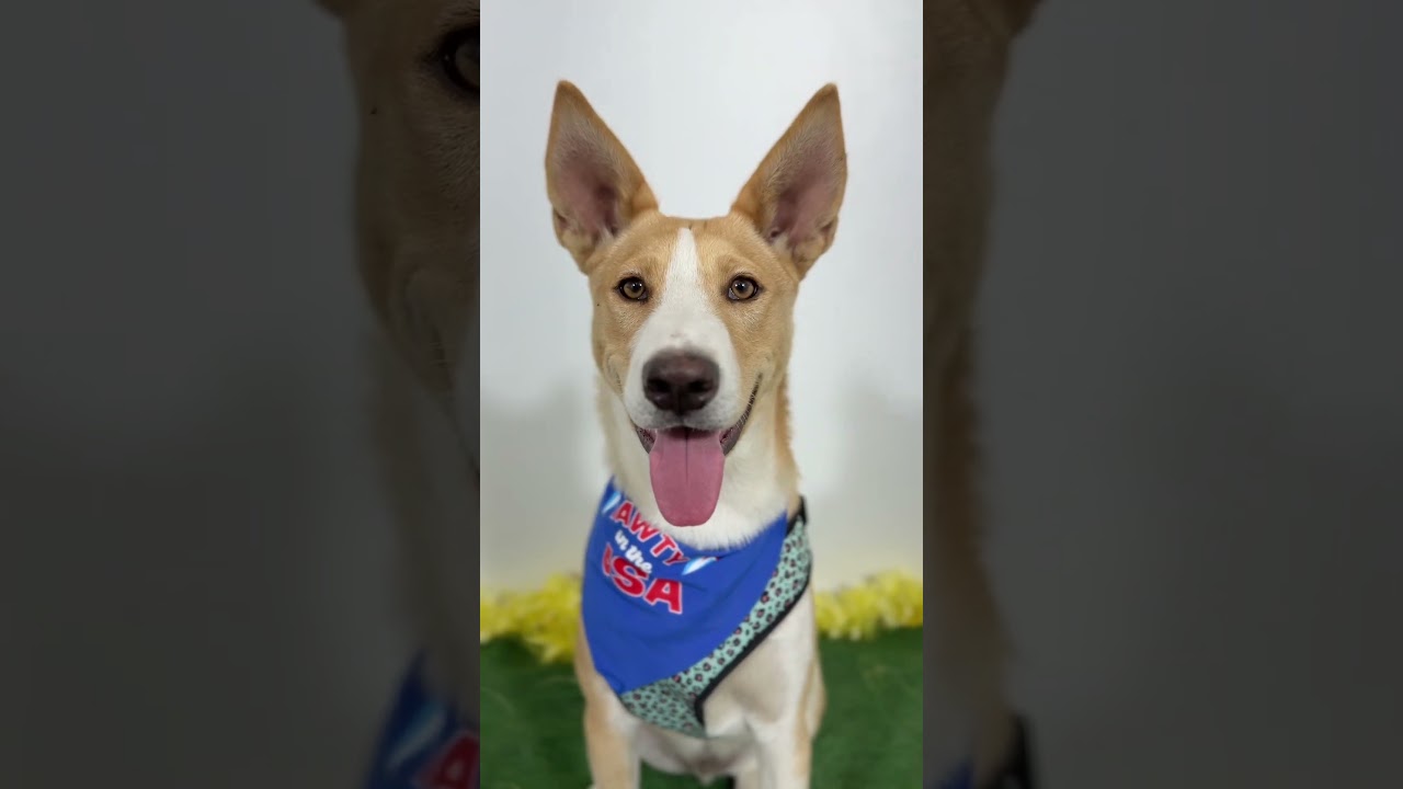 Enlarge Coby, a Adoptable mixed breed in San Clemente, CA video 2/2