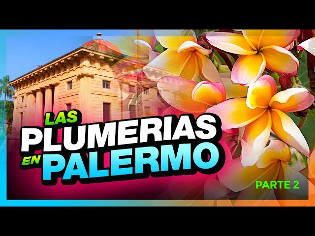 Vídeo relacionado con Pomelia felicissima. Storia, botanica e coltivazione della plumeria a Palermo-History, botany and cultivation of plumeria in Palermo (Fuori collana)