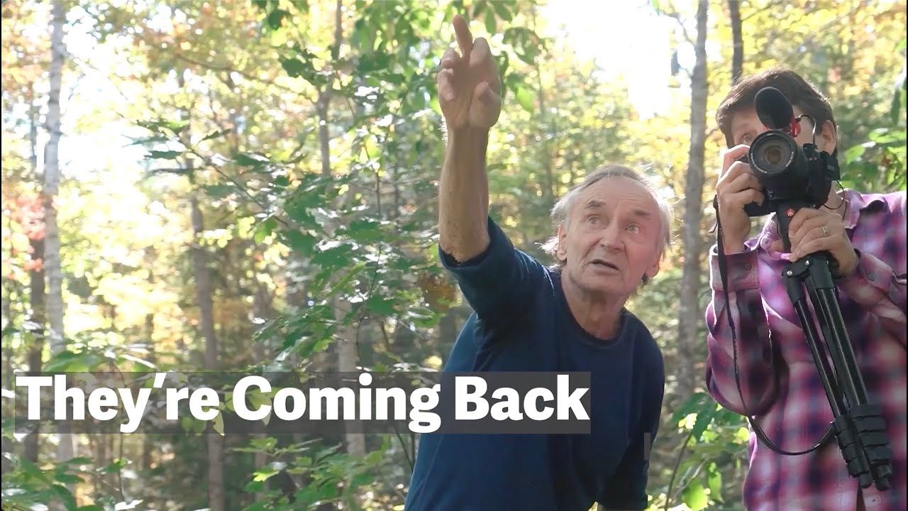 The Wild American Chestnut: A Giant Returns