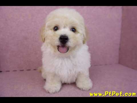 08/14泰迪比熊公幼犬1號(花蓮吉安)