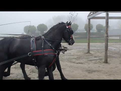 Stal Okkema's Doeke en Falke J - father Jehannes - stallions - 2017