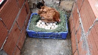 Download the video "Because I trust this hen, I laid her a whole 25 eggs and she didn't disappoint me"