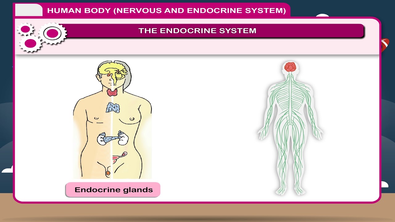 Human Body (Endocrine System) class-8