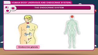 Human Body (Endocrine System) class-8