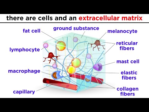Types of Tissue Part 2: Connective Tissue