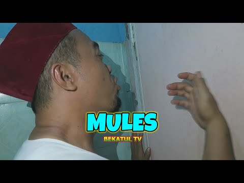 ngakak-mules