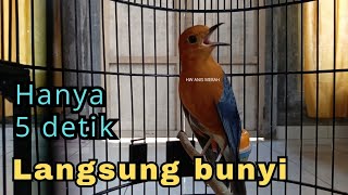 Download lagu Pancingan ANIS MERAH Biar LANGSUNG GACOR | HW ANIS MERAH mp3 Download lagu Pancingan ANIS MERAH Biar LANGSUNG GACOR | HW ANIS MERAH mp3