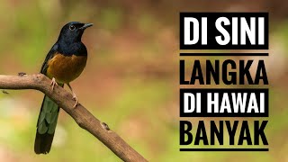 Download lagu Hawai, Surga Burung Murai Batu Liar mp3 Download lagu Hawai, Surga Burung Murai Batu Liar mp3