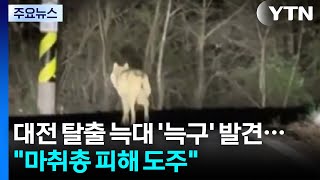 대전 탈출 늑대 '늑구' 발견...마취총 피해 도주 / YTN