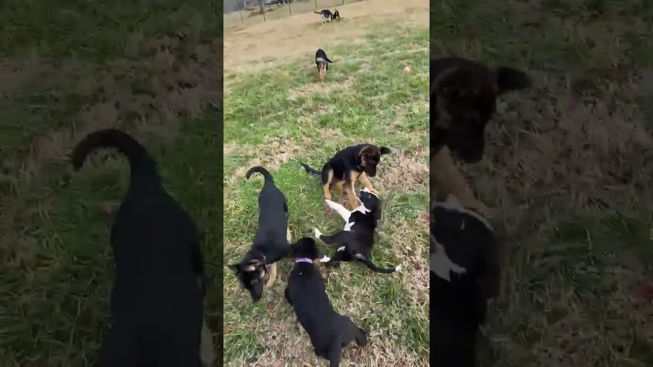 Enlarge Noel (4mo PUPPY), an adopted mixed breed in Greeneville, TN video 2/6